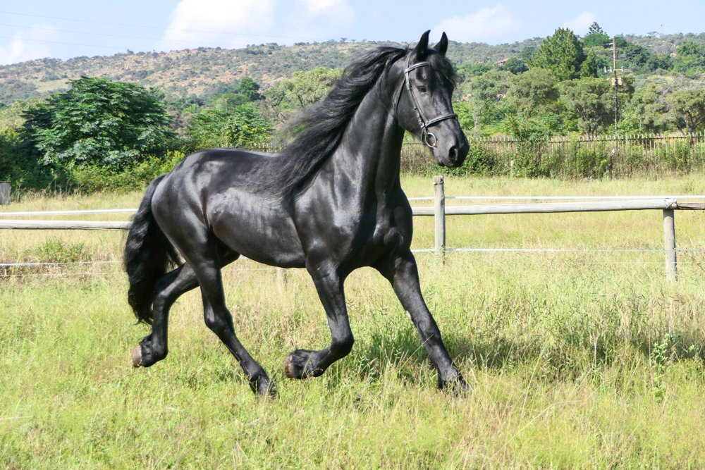 Friesian Stallion - Xzaviar Zaviar-Salique